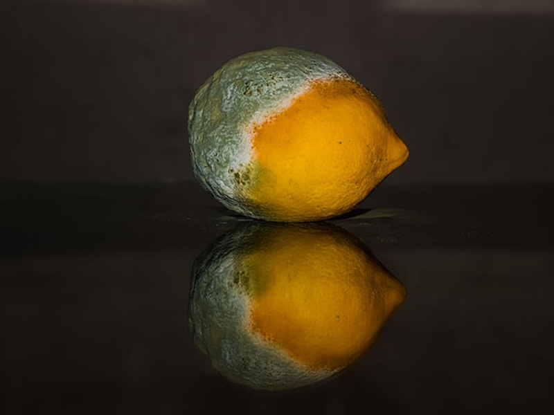 真菌毒素檢測(cè)儀生產(chǎn)廠家 真菌毒素檢測(cè)儀生產(chǎn)廠家