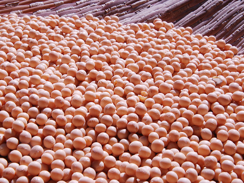 大豆黃曲霉素怎么測(cè) 大豆黃曲霉素怎么測(cè)