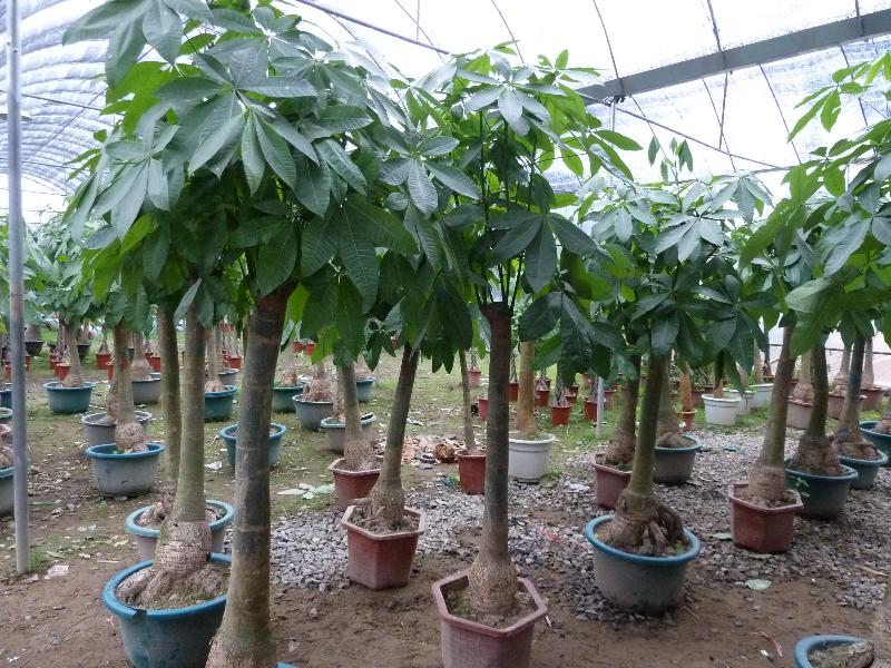 發(fā)財(cái)樹的生長(zhǎng)需要哪些因素 發(fā)財(cái)樹的生長(zhǎng)需要哪些因素